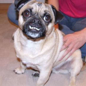 Goose being adjusted